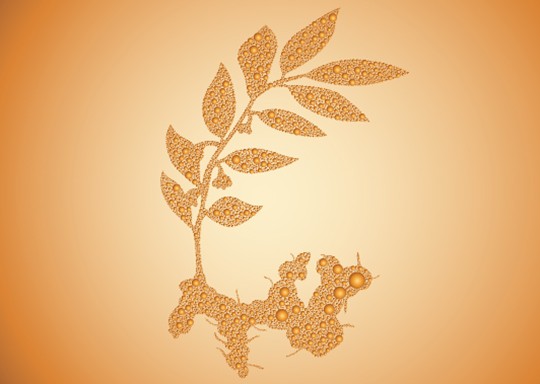 黄精肽（黄精提取物）